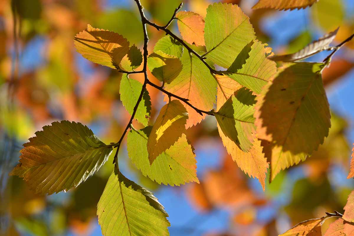 A close up horizontal image of the fall colored foliage of an elm tree pictured in light sunshine on a soft focus background.