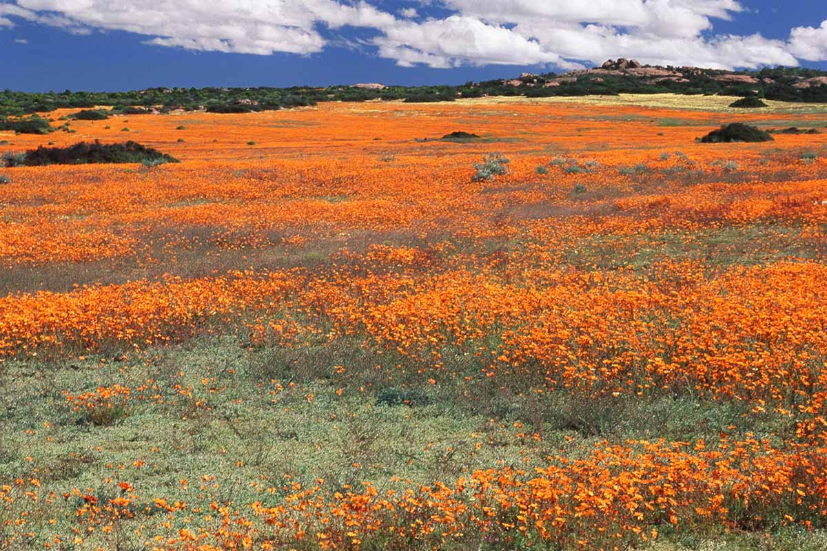 A horizontal image of a field of orange Cape marigolds (Dimorphotheca sinuata) growing wild.