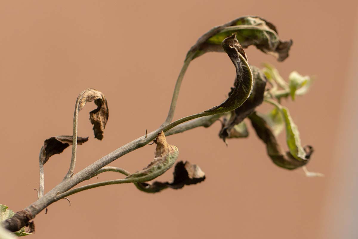 A close up of the symptoms of fire blight on foliage.