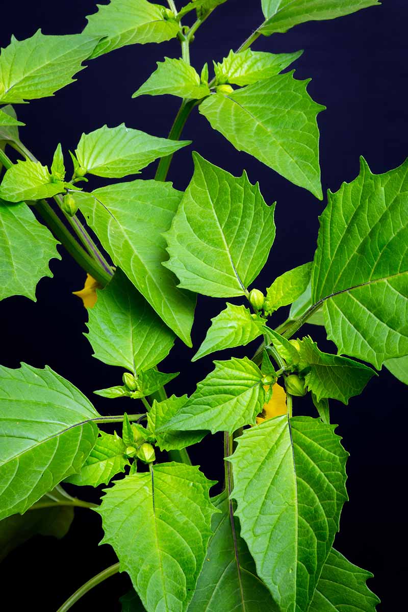 A close up vertical image of the foliage of a tomatillo plant pictured on a dark background.