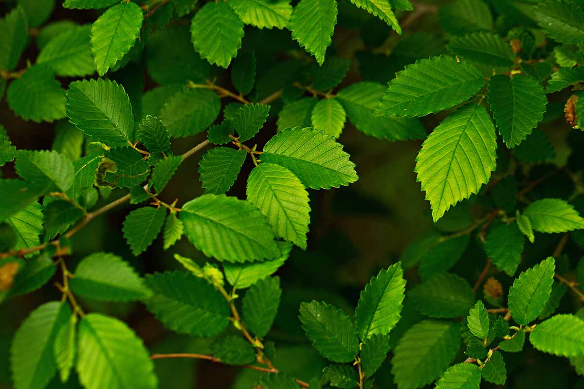A close up horizontal image of foliage pictured on a dark background.