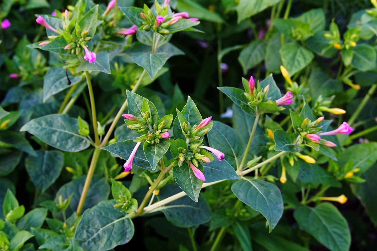 A close up horizontal image of a four o'clock plant with pink buds.