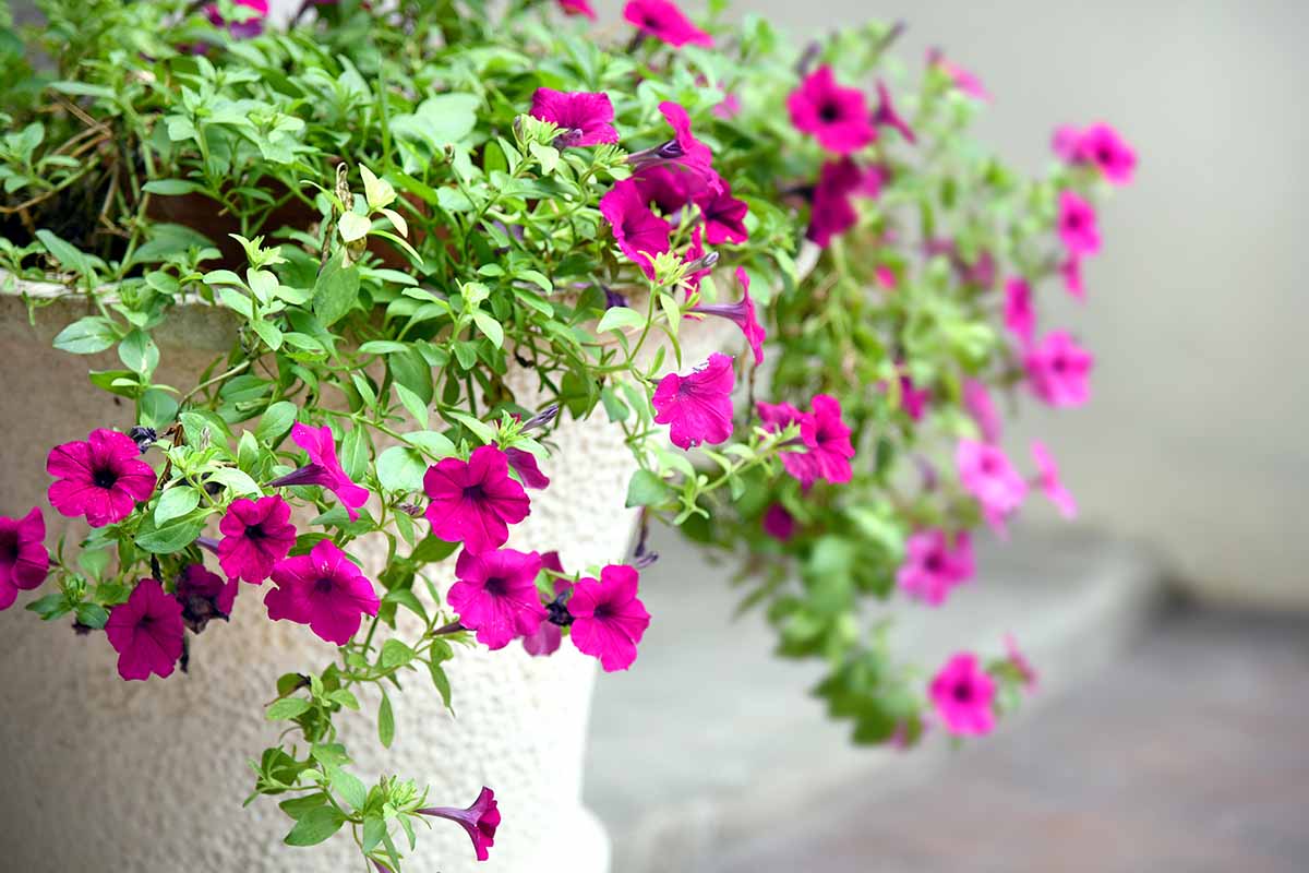 A close up horizontal image of pink four o'clocks spilling over the side of a concrete pot set outdoors.