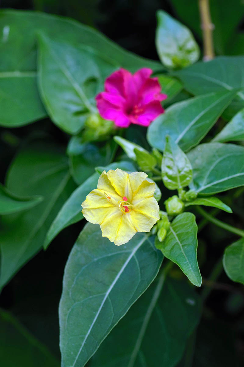 A close up vertical image of one pink and one yellow four o'clocks (Mirabilis jalapa) flowers growing in the garden pictured on a dark background.
