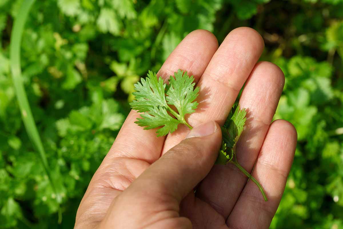 A close up of a hand holding a small cilantro leaf, pictured on a soft focus background.