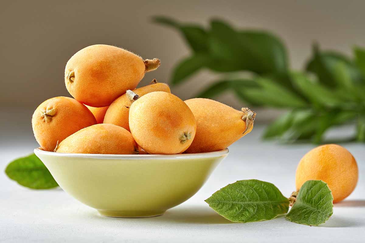 A horizontal image of a bowl filled with ripe loquats set on a white surface with foliage in soft focus in the background.