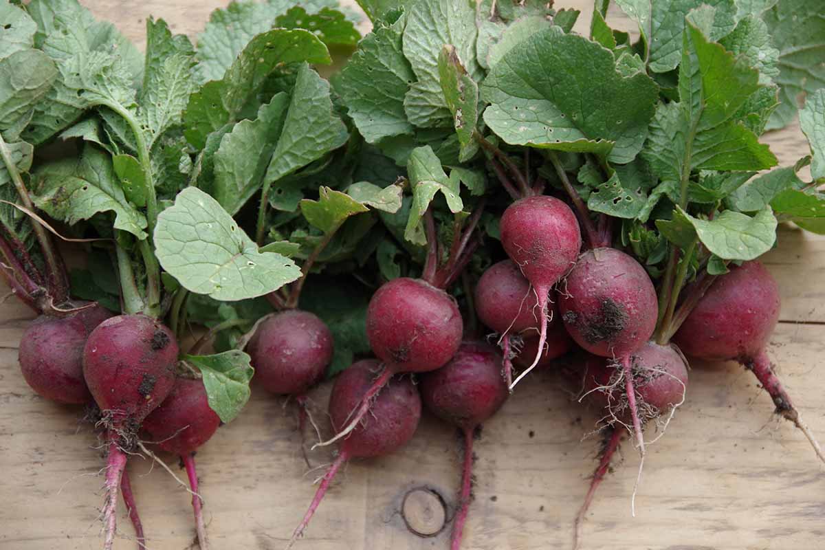 A close up horizontal image of freshly harvested cherry belle radishes set on a wooden surface.