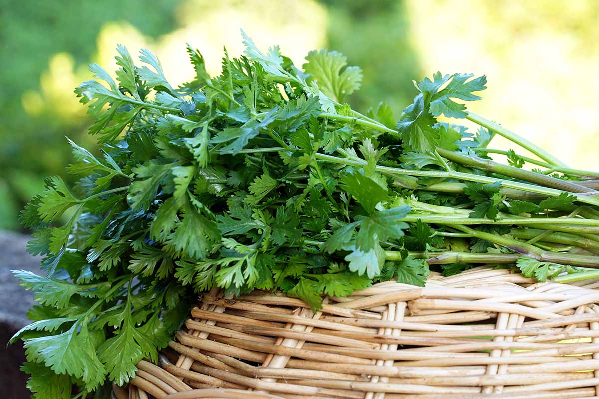 A close up horizontal image of freshly harvested cilantro in a wicker basket pictured in light sunshine.