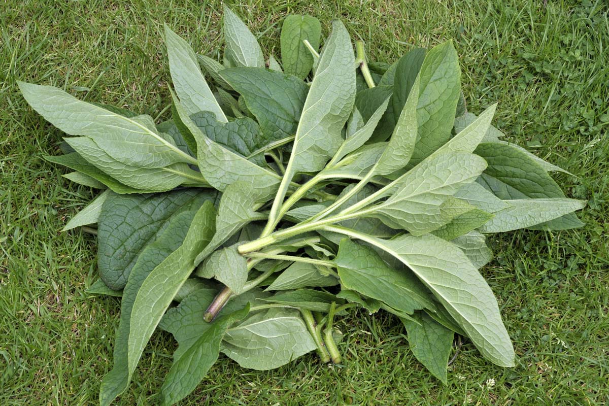 A close up of freshly harvested leaves to make comfrey tea fertilizer set on green grass.