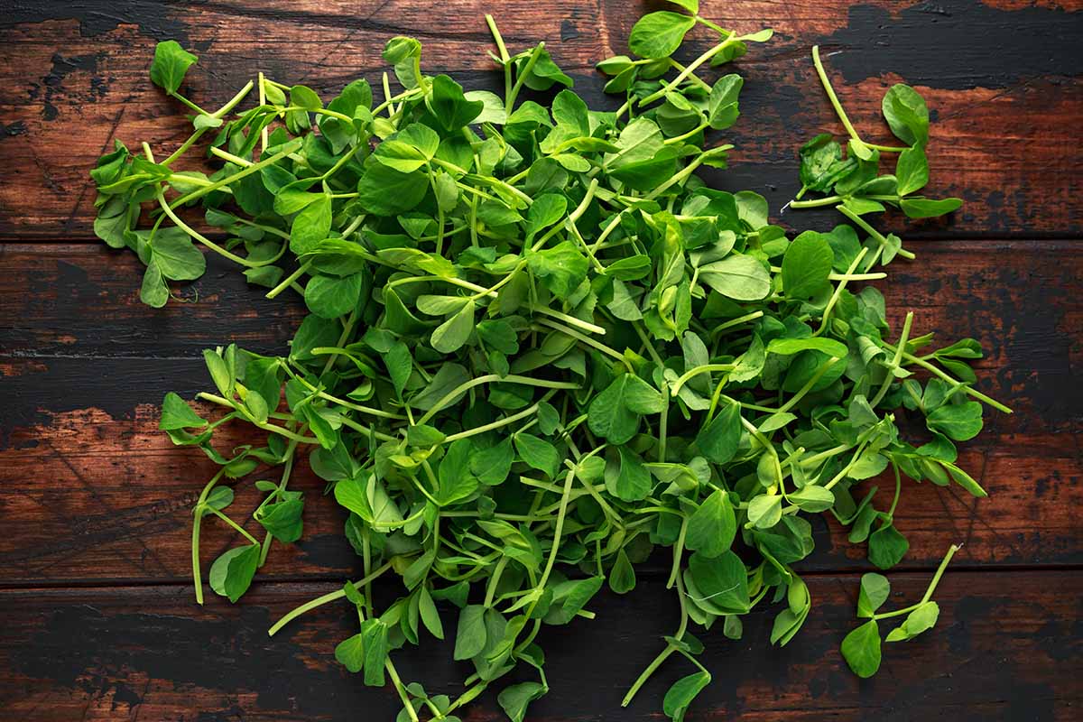 A close up horizontal image of freshly harvested 'Dwarf Grey' pea shoots set on a wooden surface.