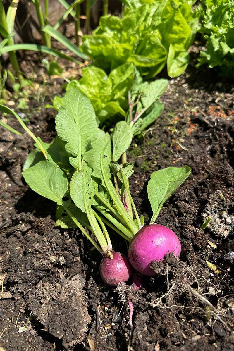 A close up vertical image of freshly harvested red radishes set on the ground outdoors.