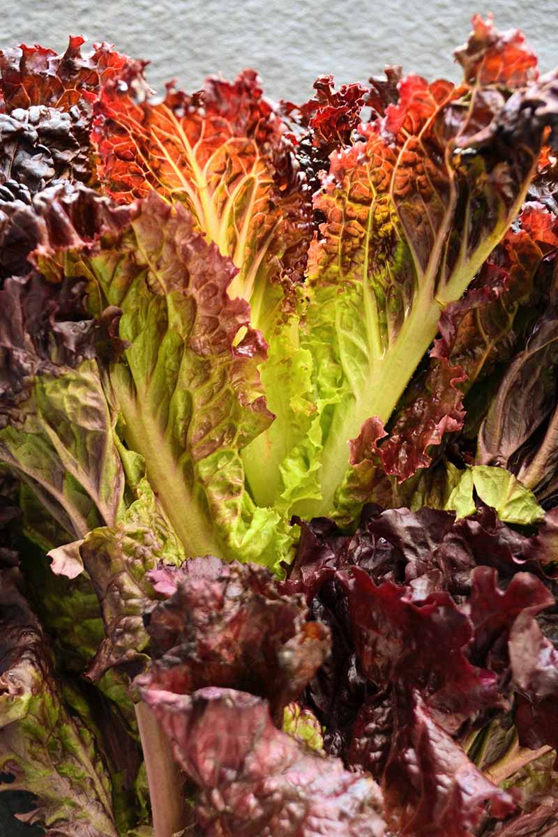 A vertical image of freshly harvested red lettuce against a white backdrop.
