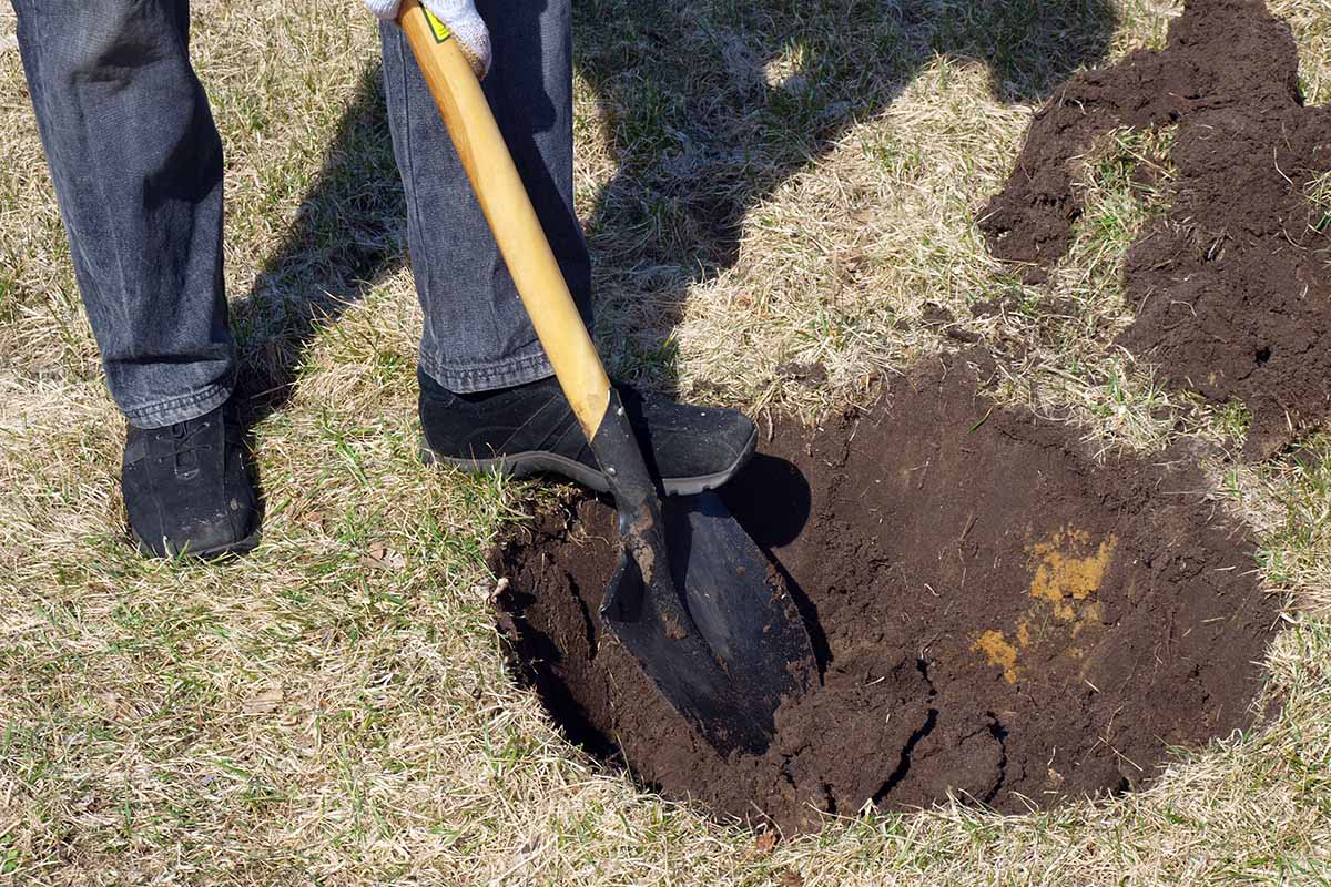 A close up horizontal image of a gardener using a spade to dig a hole in the soil outdoors.