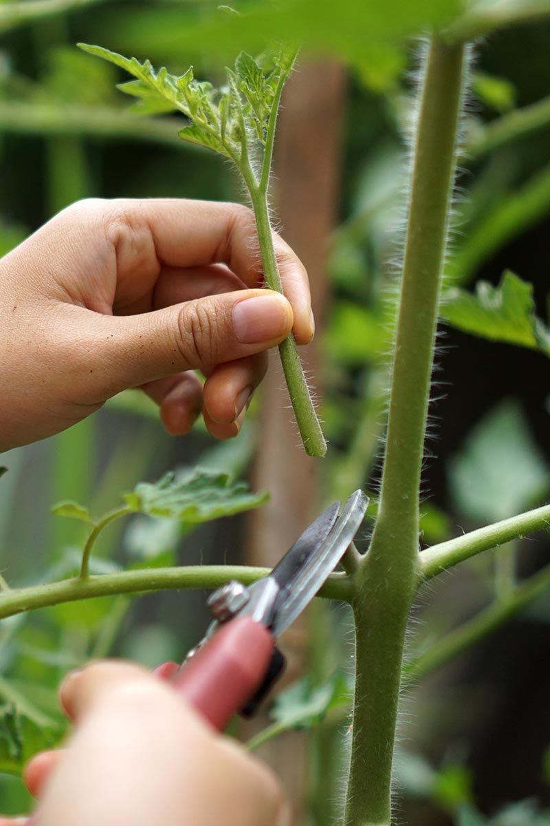 A close up vertical image of a gardener's hands pruning a plant in the garden, pictured on a soft focus background.