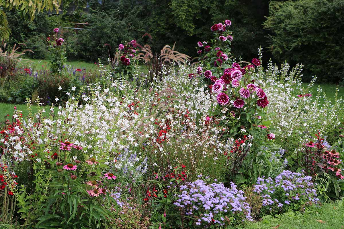 A horizontal image of a colorful garden border with a selection of different flowers in the summer garden.