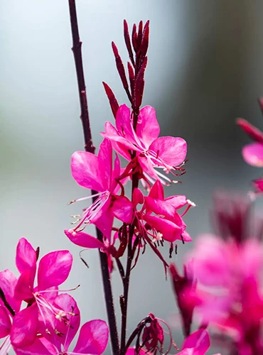 A close up of bright pink 'Gambit' gaura flowers pictured on a soft focus background.