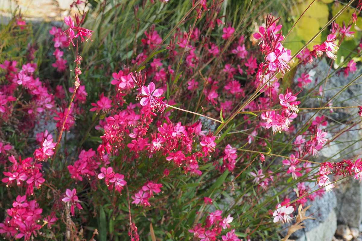 A close up horizontal image of pink gaura growing in a rocky garden border.