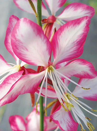 A close up vertical image of pink and white 'Rosy Jane' beeblossom flowers pictured on a soft focus background.