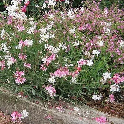 A close up square image of pink and white 'Siskiyou Pink' gaura flowers growing in a garden border.