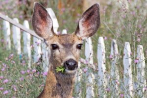 Closeup of the head of a deer with large ears, caught eating plants in the garden, among small pink flowers with a white picket fence in the background.