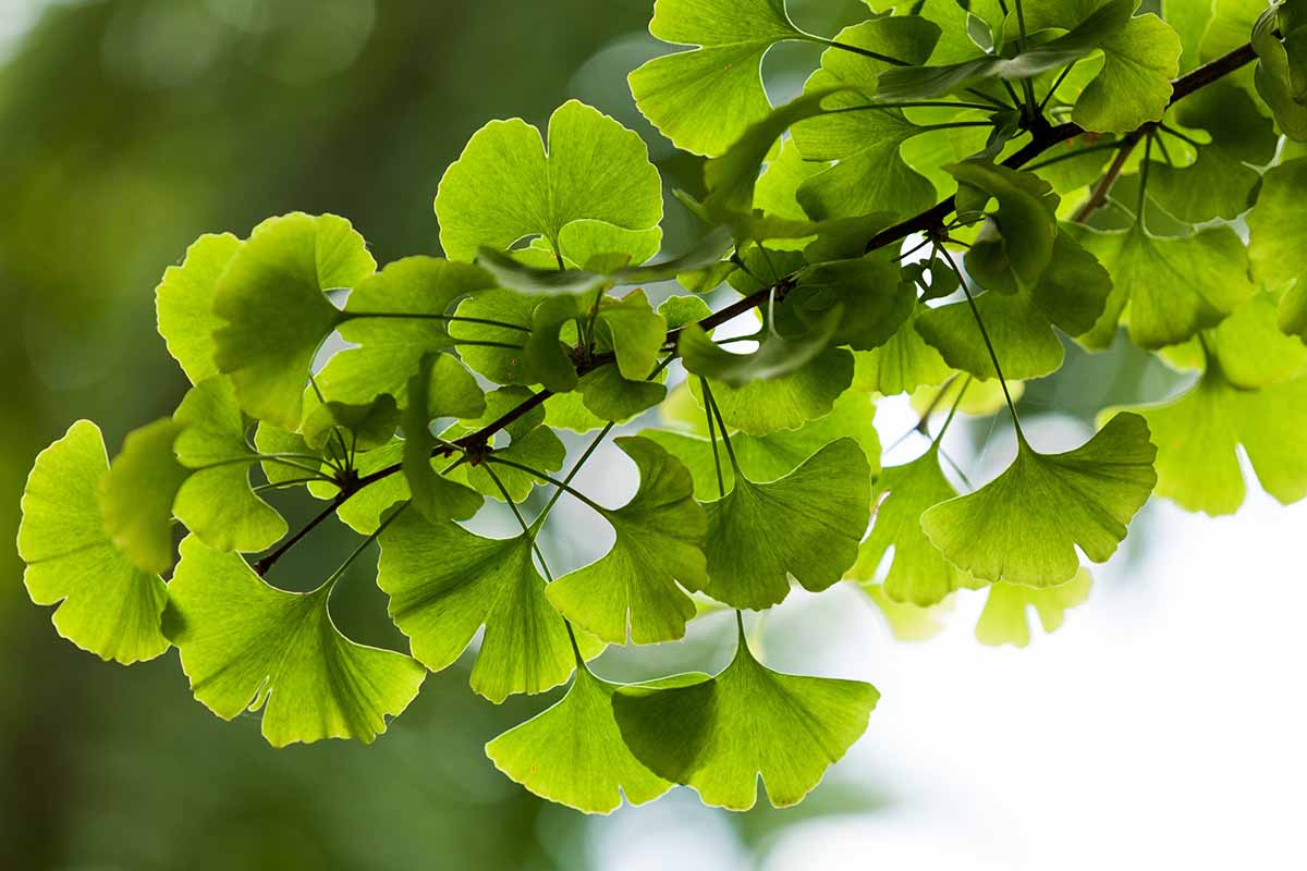 A close up horizontal image of the foliage of a Ginkgo biloba tree pictured on a soft focus background.