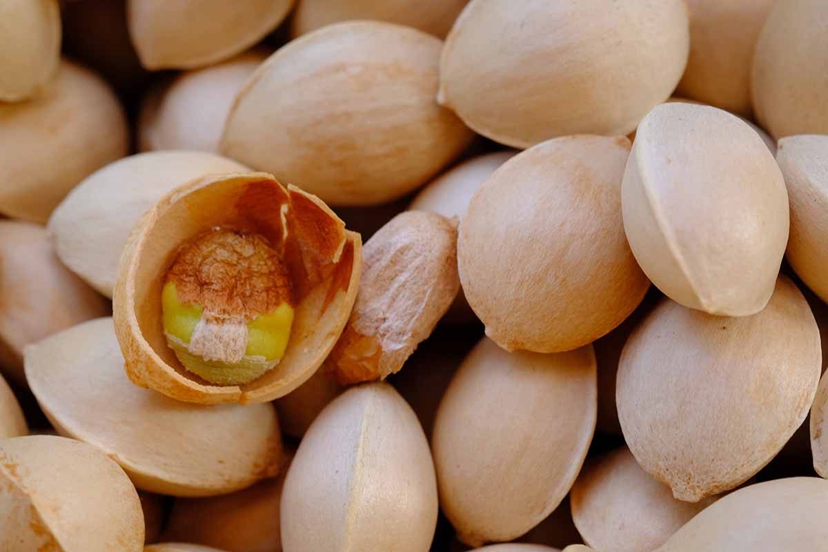 A close up horizontal image of Ginkgo biloba seeds in a pile.