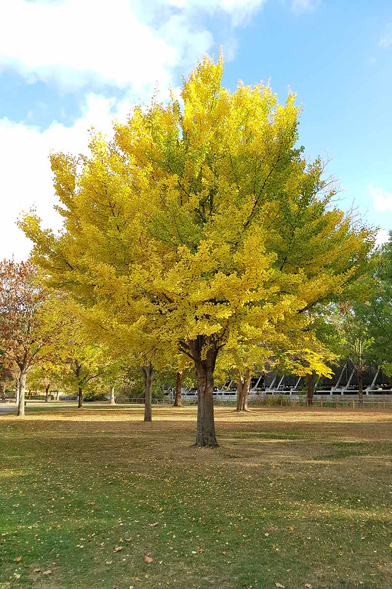 A vertical image of a Gingko biloba tree with green and yellow foliage growing in a park pictured on a blue sky background.