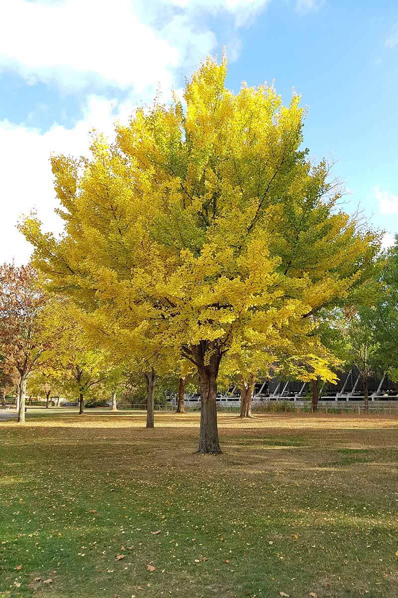 Ginkgo Tree Growth Rate Ginkgo Tree Growth Rate