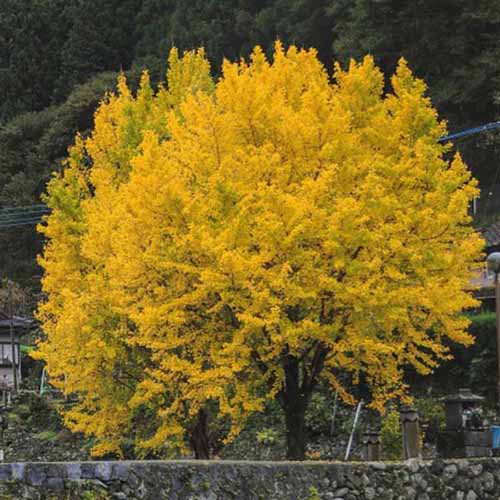 A square image of a Ginkgo biloba tree growing outdoors.