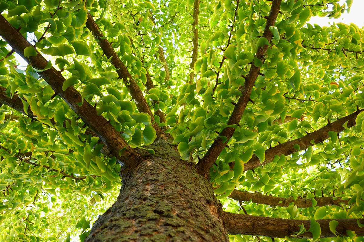 A close up horizontal image of a Ginkgo biloba tree viewed up the trunk into the canopy.