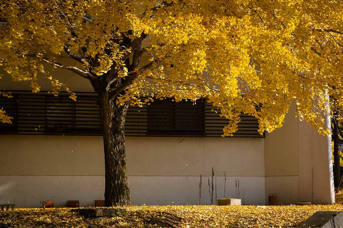 A horizontal image of the yellow fall foliage of a gingko tree growing outside a building.