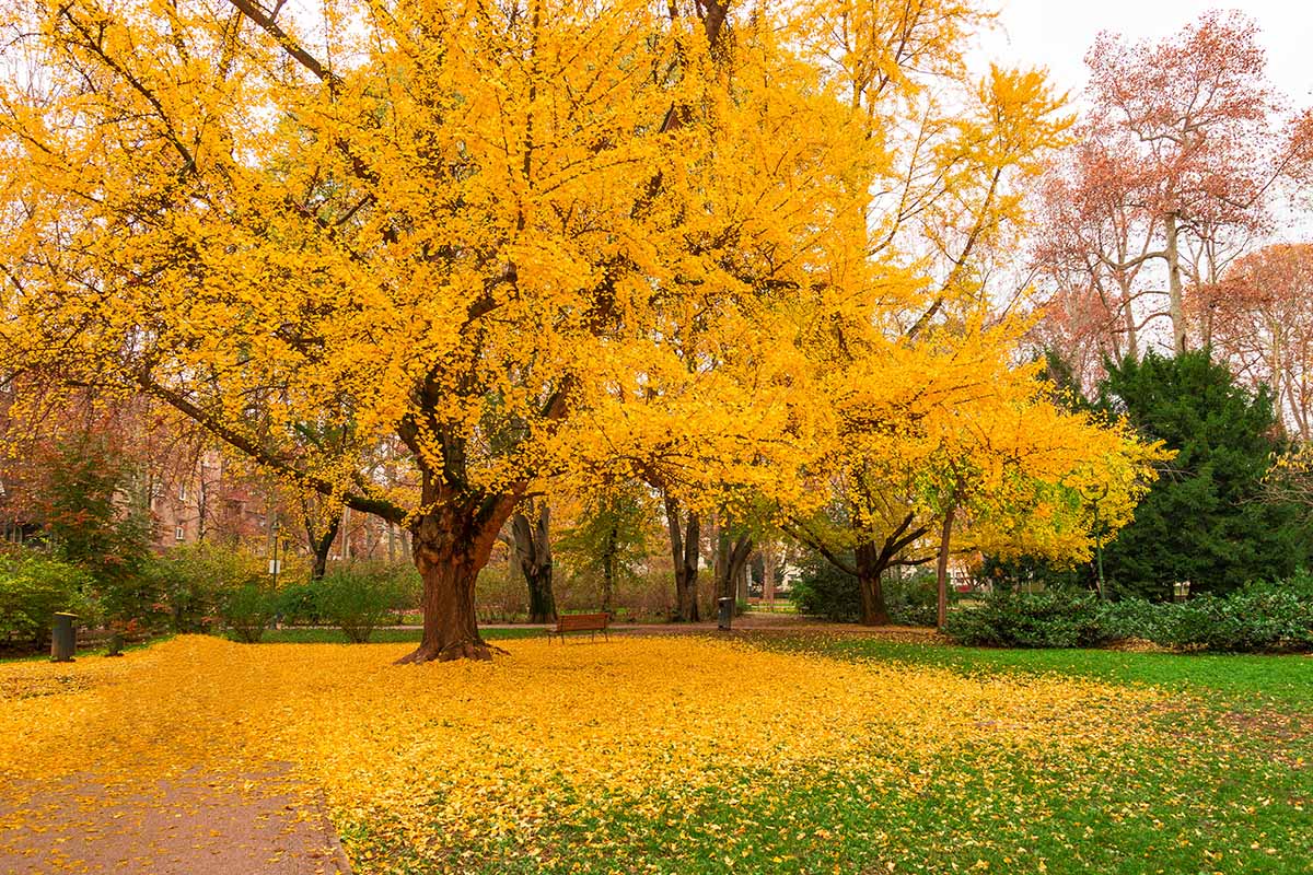 A horizontal image of a gingko tree with yellow foliage dropping its leaves in autumn in a park.