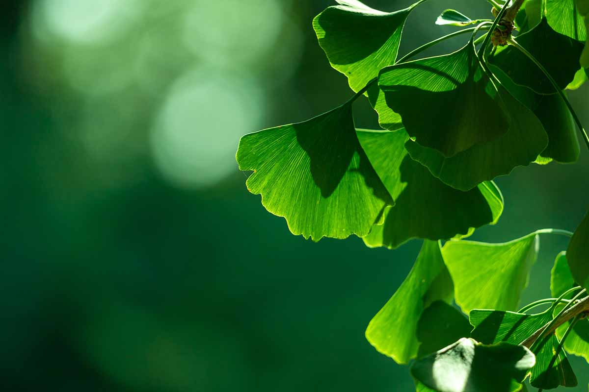 A close up horizontal image of the foliage of a Gingko biloba tree pictured in light sunshine on a green soft focus background.