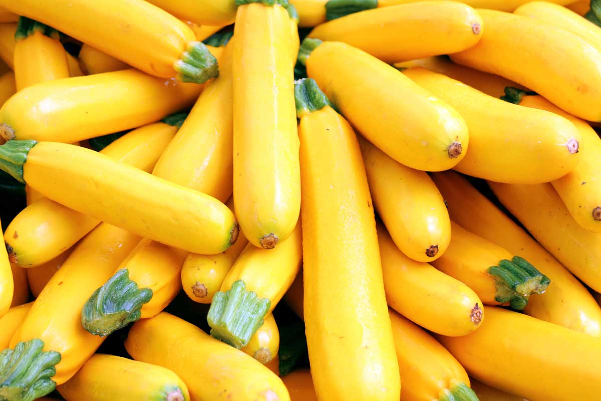 A close up of freshly harvested yellow summer squash, pictured in bright sunshine.