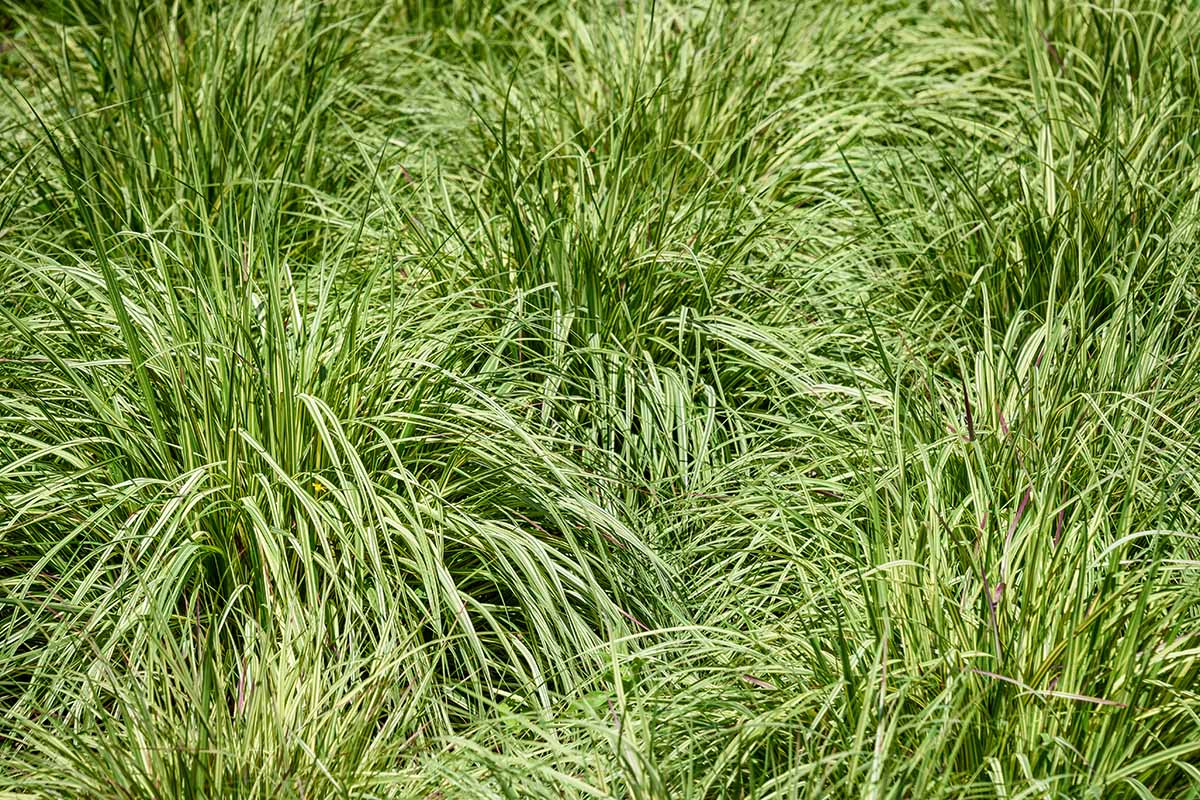 A close up horizontal image of sedge grasses growing on a septic field.