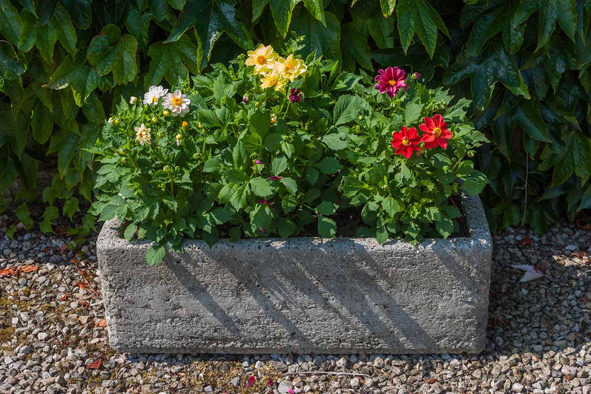 A close up horizontal image of dahlia flowers growing in a stone planter outdoors.