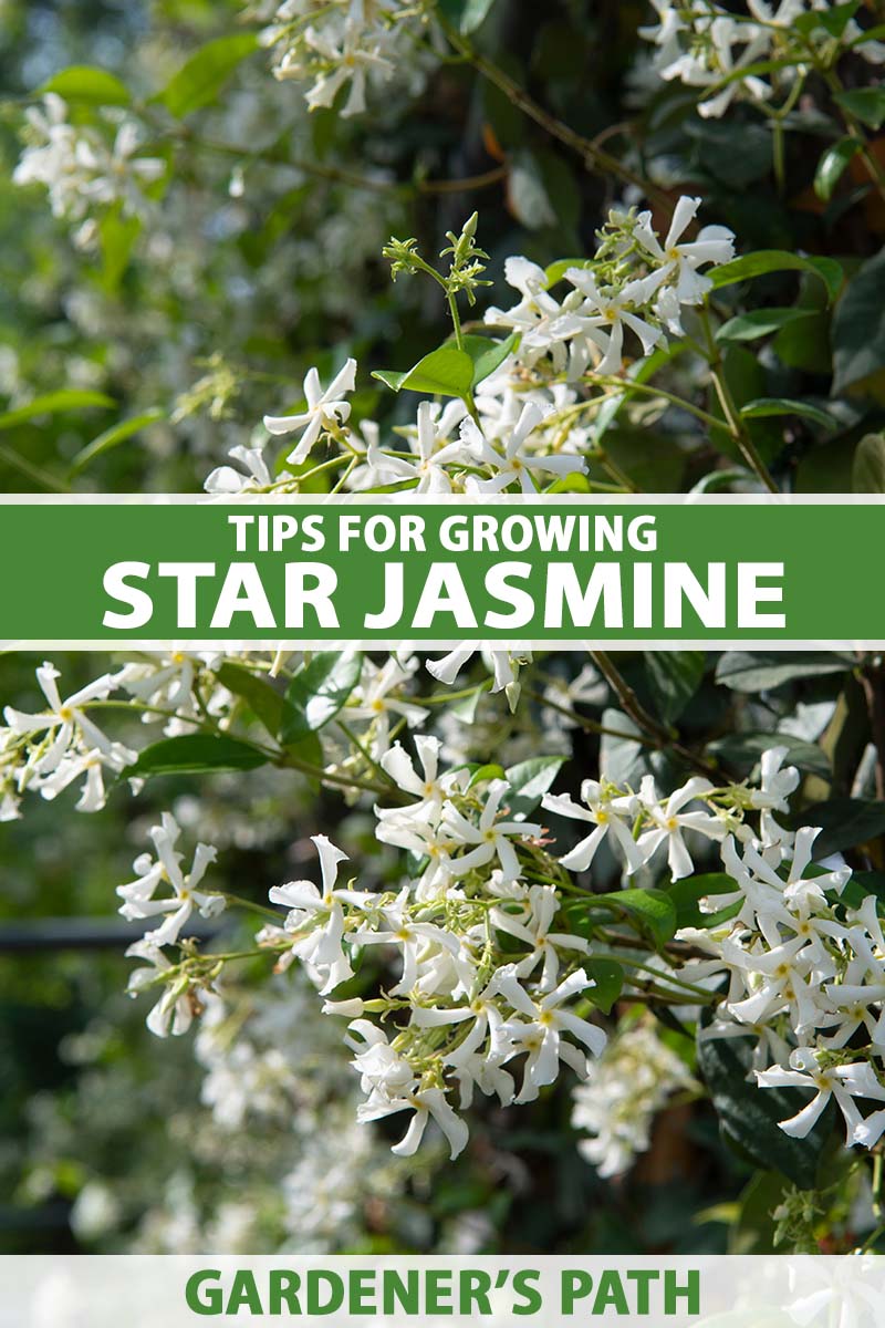 A close up vertical image of the white flowers and green foliage of star jasmine (Trachelospermum jasminoides) growing in the garden pictured in light sunshine. To the center and bottom of the frame is green and white printed text.