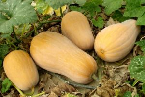Four butternut squash growing on a green vine with large green leaves, on a bed of dried brown leaves.