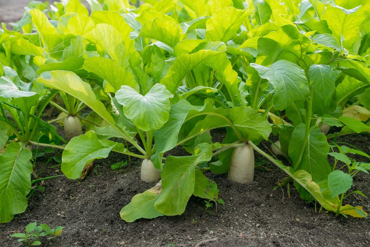 Close up of daikon radishes, the tuber visible above the soil, and bright green tops in gentle sunshine.