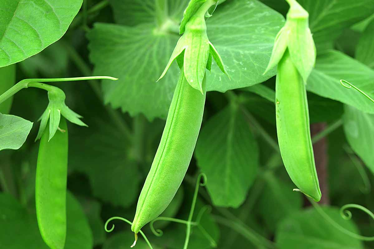 A close up horizontal image of ready to harvest Pisum sativum pods, pictured on a soft focus background.