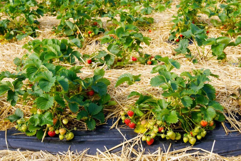 Strawberry plants growing in a garden with black plastic and straw mulch.