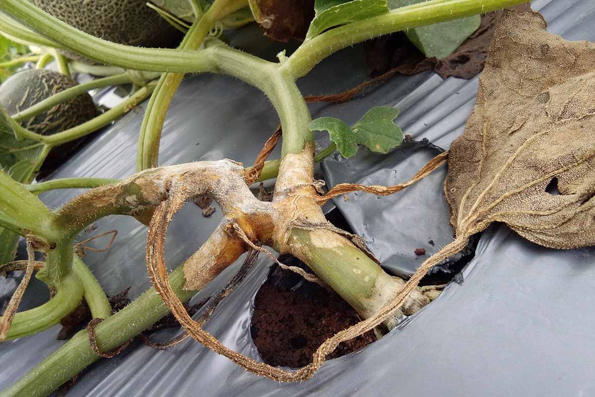 A close up horizontal image of a zucchini stem suffering from gummy stem blight, causing it to wilt and flop over.