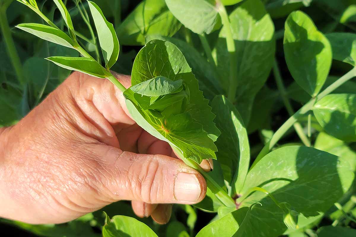 A horizontal image of a hand from the left of the frame harvesting 'Dwarf Grey' pea shoots, pictured in bright sunshine.