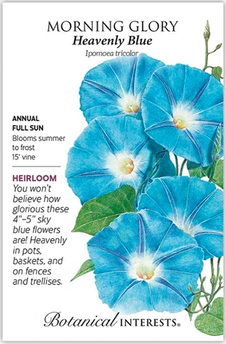 A close up of a packet of 'Heavenly Blue' morning glory seeds with text to the left of the frame and a hand-drawn illustration to the right.