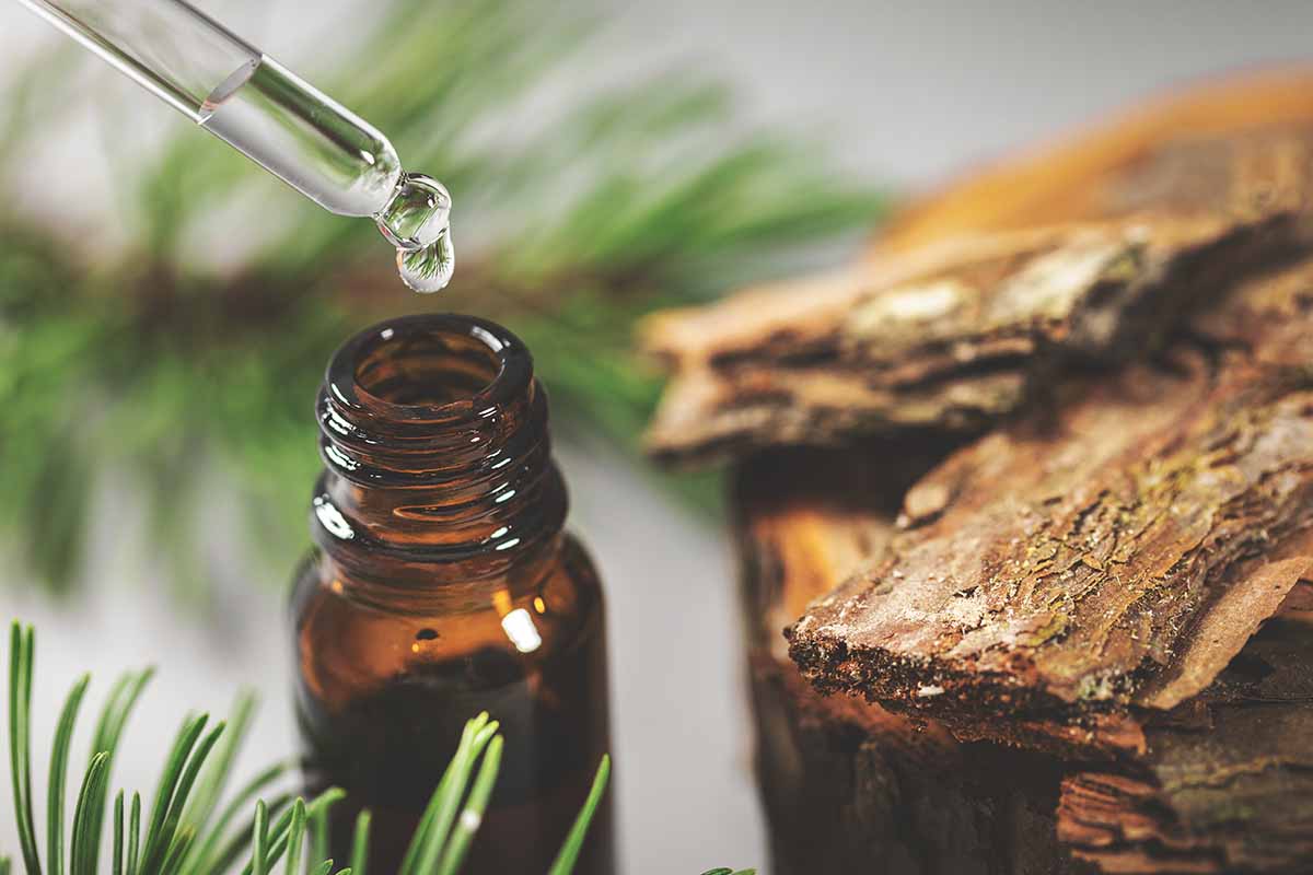 A closeup horizontal image of an herbal tincture being dropped into a dark glass bottle, surrounded by wood and evergreen needles.