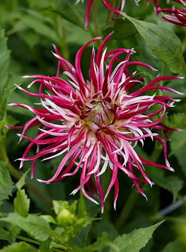 A close up of a 'Hollyhill Spiderwoman' dahlia flower pictured on a soft focus background.