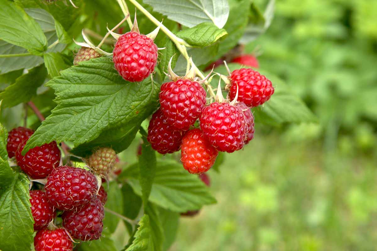 A horizontal closeup image of raspberries growing on a Rubus plant in an outdoor garden.