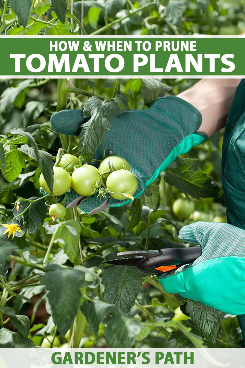 A close up vertical image of a gardener's gloved hands pruning a tomato plant while holding the unripe, green fruits. To the top and bottom of the frame is green and white printed text.