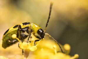 A close up horizontal image of a yellow and black cucumber beetle on a yellow flower pictured on a soft focus background.