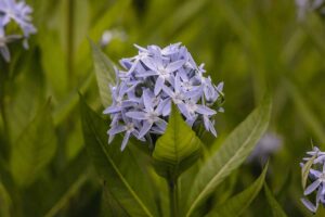 A close up horizontal image of the star-shaped flower clusters of amsonia growing in the garden pictured on a soft focus background.